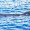Globicéphale Noir - Globicephala  melas - Long-finned pilot whale