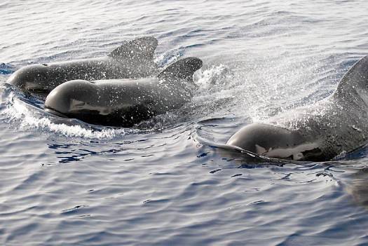 Dauphins Dauphins