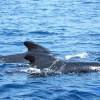 Globicéphale Noir - Globicephala  melas - Long-finned pilot whale
