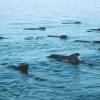 Globicéphale Noir - Globicephala  melas - Long-finned pilot whale