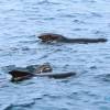 Globicéphale Noir - Globicephala  melas - Long-finned pilot whale