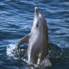Grand Dauphin - Tursiops  truncatus - Bottlenose dolphin