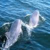 Grand Dauphin - Tursiops  truncatus - Bottlenose dolphin