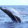 Mégaptère - Humpback whale