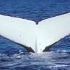 Mégaptère - Humpback whale