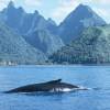 Mégaptère - Humpback whale