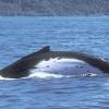 Mégaptère - Humpback whale