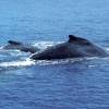 Mégaptère - Humpback whale