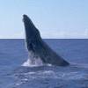 Mégaptère - Humpback whale