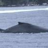 Mégaptère ou Baleine à bosse