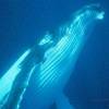 Baleine à bosse - Megaptera  novaeangliae - Humpback whale