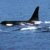 Orque - Killer whale