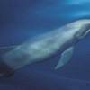 Dauphin d'Electre - Melon-headed whale