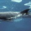 Dauphin d'Electre - Melon-headed whale