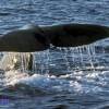 Cachalot - Physeter  macrocephalus - Sperm whale