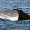 Cachalot - Physeter  macrocephalus - Sperm whale