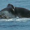 Cachalot - Physeter  macrocephalus - Sperm whale