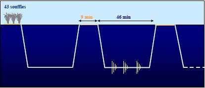 Cycle de sonde du cachalot