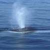 Rorqual commun - Fin whale