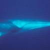 Rorqual commun - Balaenoptera  physalus - Fin whale