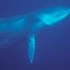 Rorqual commun