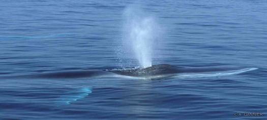 Rorqual commun / Fin whale Rorqual commun - mer Tyrrhénienne (1998)