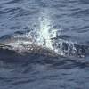 Dauphin tacheté - Stenella  attenuata - Spotted dolphin (pan-tropical)