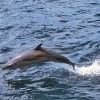 Dauphin tacheté - Stenella  attenuata - Spotted dolphin (pan-tropical)