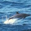 Dauphin tacheté - Stenella  attenuata - Spotted dolphin (pan-tropical)