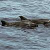 Dauphin à bec étroit - Steno  bredanensis - Rough-toothed dolphin
