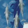 Rough-toothed dolphin
