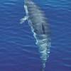 Dauphin bleu et blanc - Stenella  coeruleoalba - Striped dolphin