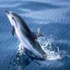 Dauphin bleu et blanc - Stenella  coeruleoalba - Striped dolphin