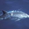 Dauphin à long bec - Stenella  longirostris - Spinner dolphin