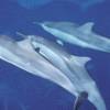 Dauphin à long bec - Stenella  longirostris - Spinner dolphin