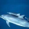 Dauphin à long bec - Stenella  longirostris - Spinner dolphin