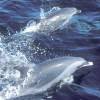 Dauphin tacheté - Spotted dolphin - Stenella attenuata