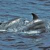 Grand Dauphin - Tursiops  truncatus - Bottlenose dolphin