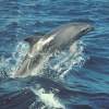 Grand Dauphin - Tursiops  truncatus - Bottlenose dolphin