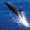 Grand Dauphin - Tursiops  truncatus - Bottlenose dolphin