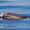Ziphius - Cuvier's beaked whale