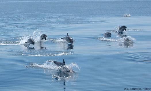 Sauts de Dauphins bleus et blancs 2006