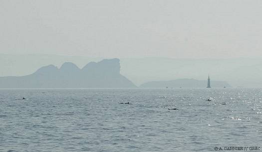 Dauphin bleu et blanc Cassis