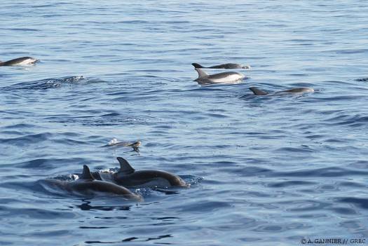 Dauphin bleu et blanc groupe