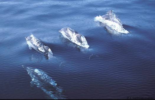 Dauphin bleu et blanc groupe