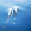 Dauphin Commun - Delphinus  delphis - Common dolphin (short-beaked)