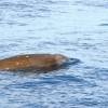 Ziphius - Cuvier's beaked whale