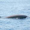 Ziphius - Cuvier's beaked whale