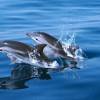 Dauphin bleu et blanc - Striped dolphin