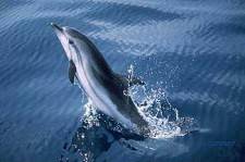 Dauphin bleu et blanc - Stenella coeruleoalba - Striped dolphin